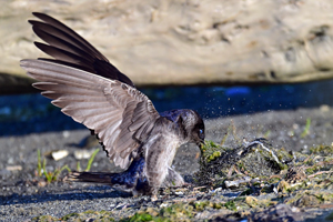 Purple Martin